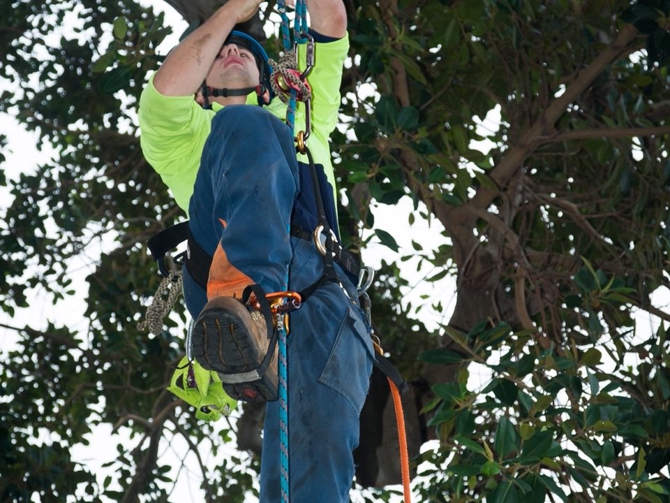 Qualified arborist working in a mature tree during a risk assessment in Glasgow