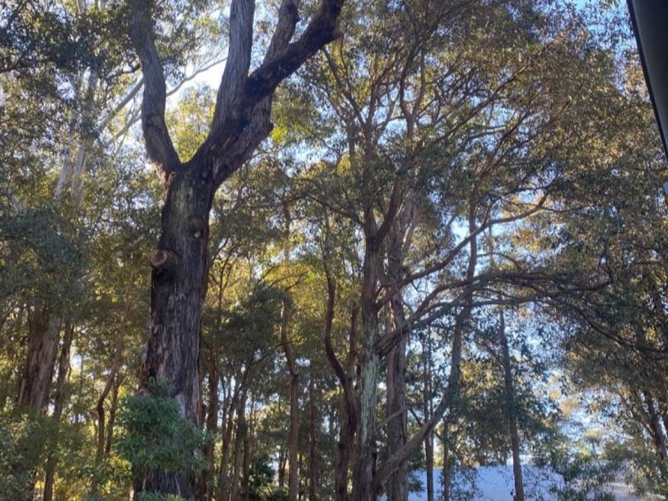 Mature trees in Glasgow parkland with a property visible in the background